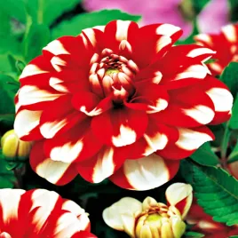 dalia-dekoracyjna-jamaica-1-szt-dalie-sadzonki-sadzonka-duze-bulwy