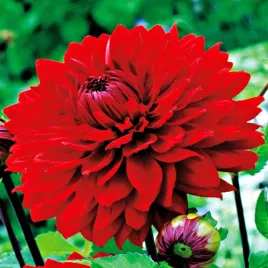 dalia-dekoracyjna-garden-wonder-1-szt-dalie-sadzonki-sadzonka-duze-bulwy