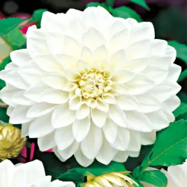 dalia-dekoracyjna-biala-white-1-szt-dalie-sadzonki-sadzonka-duze-bulwy