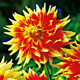 dalia-dekoracyjna-bodacious-1-szt-dalie-sadzonki-sadzonka-duze-bulwy