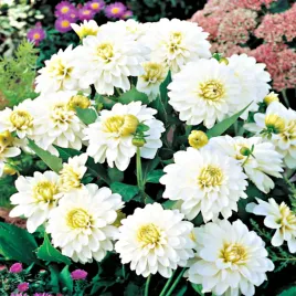 dalia-dekoracyjna-gallery-art-fair-1-szt-dalie-sadzonki-sadzonka-duze-bulwy