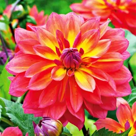dalia-dekoracyjna-fire-pot-1-szt-dalie-sadzonki-sadzonka-duze-bulwy