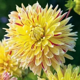 dalia-dekoracyjna-cambridge-1-szt-dalie-sadzonki-sadzonka-duze-bulwy