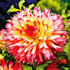 dalia-dekoracyjna-pinelandes-princess-1-szt-dalie-sadzonki-duze-bulwy