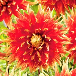 dalia-dekoracyjna-autumn-sunburst-1-szt-dalie-sadzonki-sadzonka-duze-bulwy