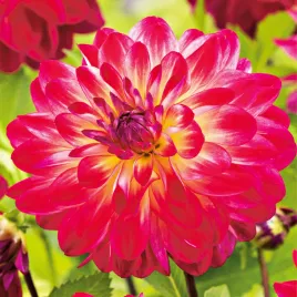 dalia-dekoracyjna-double-shine-1-szt-dalie-sadzonki-sadzonka-duze-bulwy