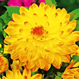 dalia-dekoracyjna-vectra-1-szt-dalie-sadzonki-sadzonka-duze-bulwy