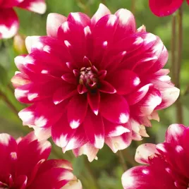 dalia-dekoracyjna-fiorentina-1-szt-dalie-sadzonki-sadzonka-duze-bulwy