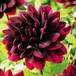 dalia-dekoracyjna-sam-hopkins-1-szt-dalie-sadzonki-sadzonka-duze-bulwy