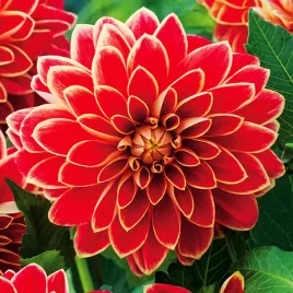 dalia-dekoracyjna-maxime-1-szt-dalie-sadzonki-sadzonka-duze-bulwy