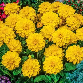 dalia-dekoracyjna-niska-sisa-1-szt-dalie-sadzonki-sadzonka-duze-bulwy
