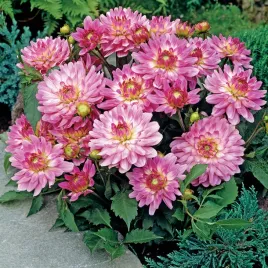 dalia-dekoracyjna-gallery-bellini-1-szt-dalie-sadzonki-sadzonka-duze-bulwy