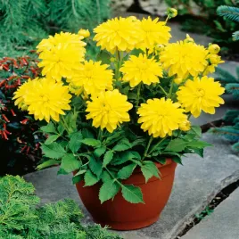dalia-melody-latin-1-szt-dalie-sadzonki-dalii-sadzonka-duze-bulwy