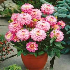 dalia-melody-dixie-1-szt-dalie-sadzonki-dalii-sadzonka-duze-bulwy
