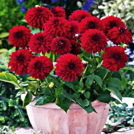 dalia-melody-mambo-1-szt-dalie-sadzonki-dalii-sadzonka-duze-bulwy