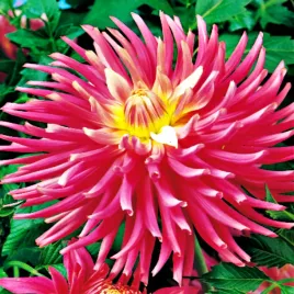 dalia-kaktusowa-good-earth-1-szt-dalie-sadzonki-dalii-sadzonka-duze-bulwy