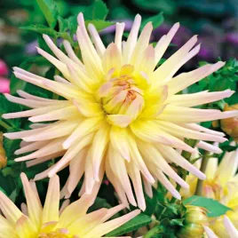 dalia-kaktusowa-shooting-star-1szt-dalie-sadzonki-dalii-sadzonka-duze-bulwy