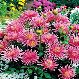 dalia-kaktusowa-park-princess-1szt-dalie-sadzonki-dalii-sadzonka-duze-bulwy