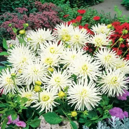 dalia-kaktusowa-playa-blanca-1-szt-dalie-sadzonki-dalii-sadzonka-duze-bulwy