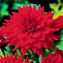 dalia-kaktusowa-wittemans-best-1-szt-dalie-sadzonki-dalii-duze-bulwy