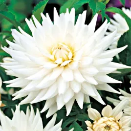 dalia-kaktusowa-my-love-1-szt-dalie-sadzonki-sadzonka-duze-bulwy