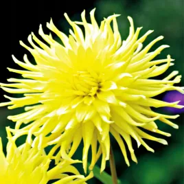 dalia-kaktusowa-kennemerland-1-szt-dalie-sadzonki-dalii-sadzonka-duze-bulwy