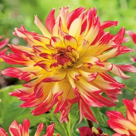 dalia-kaktusowa-vuurvogel-1-szt-dalie-sadzonki-dalii-sadzonka-duze-bulwy