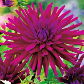 dalia-kaktusowa-purple-gem-1-szt-dalie-sadzonki-dalii-sadzonka-duze-bulwy