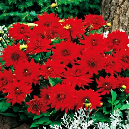 dalia-kaktusowa-red-pigmy-1-szt-dalie-sadzonki-dalii-sadzonka-duze-bulwy