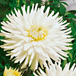 dalia-kaktusowa-biala-white-1-szt-dalie-sadzonki-dalii-sadzonka-duze-bulwy