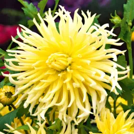 dalia-kaktusowa-zolta-yellow-1-szt-dalie-sadzonki-dalii-sadzonka-duze-bulwy