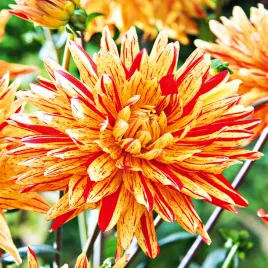 dalia-kaktusowa-striped-vulcan-1-szt-dalie-sadzonki-dalii-duze-bulwy