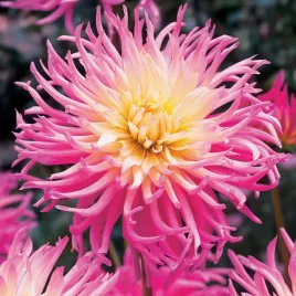 dalia-kaktusowa-star-s-favourite-1-szt-dalie-sadzonki-dalii-duze-bulwy