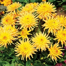 dalia-kaktusowa-garden-princess-1-szt-dalie-sadzonki-dalii-duze-bulwy