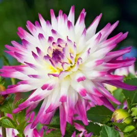 dalia-kaktusowa-haylay-jane-1-szt-dalie-sadzonki-dalii-sadzonka-duze-bulwy