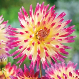 dalia-kaktusowa-tahiti-sunrise-1-szt-dalie-sadzonki-dalii-duze-bulwy