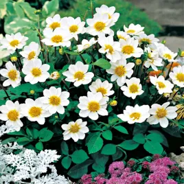 dalia-karlowa-top-mix-white-1-szt-dalie-sadzonki-dalii-sadzonka-duze-bulwy