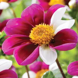 dalia-karlowa-top-mix-twyning-s-smartie-1-szt-dalie-sadzonki-duze-bulwy