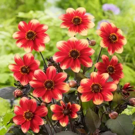 dalia-top-mix-dahlegria-tricolore-1-szt-dalie-sadzonki-dalii-duze-bulwy