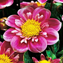 dalia-anemonowa-hartenaas-1-szt-dalie-sadzonki-dalii-sadzonka-duze-bulwy