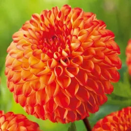 dalia-kulista-mirella-1-szt-dalie-sadzonki-dalii-sadzonka-duze-bulwy