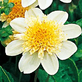 dalia-anemonowa-toto-1-szt-dalie-sadzonki-dalii-sadzonka-duze-bulwy