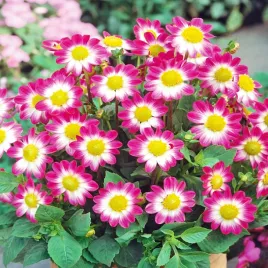 dalia-karlowa-sweetheart-1-szt-dalie-sadzonki-dalii-sadzonka-duze-bulwy