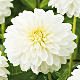 dalia-kulista-snow-cap-1-szt-dalie-sadzonki-dalii-sadzonka-duze-bulwy