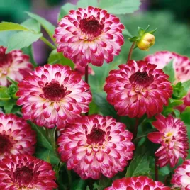 dalia-pomponowa-little-robert-1szt-dalie-sadzonki-dalii-sadzonka-duze-bulwy
