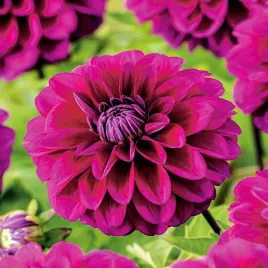 dalia-dekoracyjna-jennifer-mary-ellen-1-szt-dalie-sadzonki-duze-bulwy