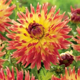 dalia-kaktusowa-summer-breeze-1szt-dalie-sadzonki-dalii-sadzonka-duze-bulwy