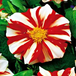 dalia-anemonowa-fire-and-ice-1-szt-dalie-sadzonki-dalii-sadzonka-duze-bulwy