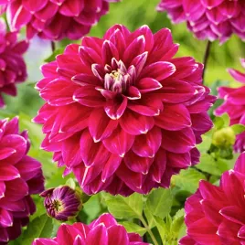 dalia-dekoracyjna-maldini-1-szt-dalie-sadzonki-sadzonka-duze-bulwy