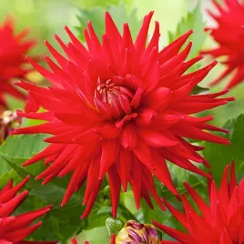 dalia-kaktusowa-karma-corona-red-1-szt-dalie-sadzonki-dalii-duze-bulwy